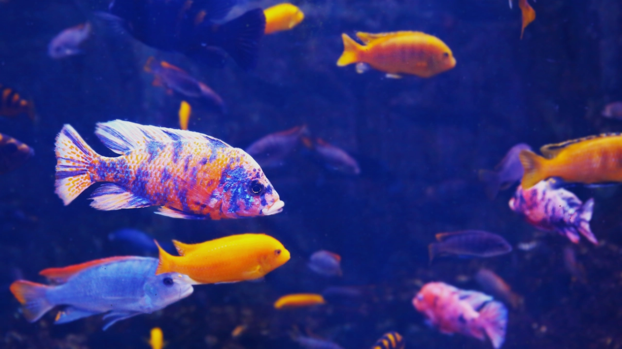 ¿Cuál es el mejor alimento para mis peces?: Nutrición de peces de agua dulce