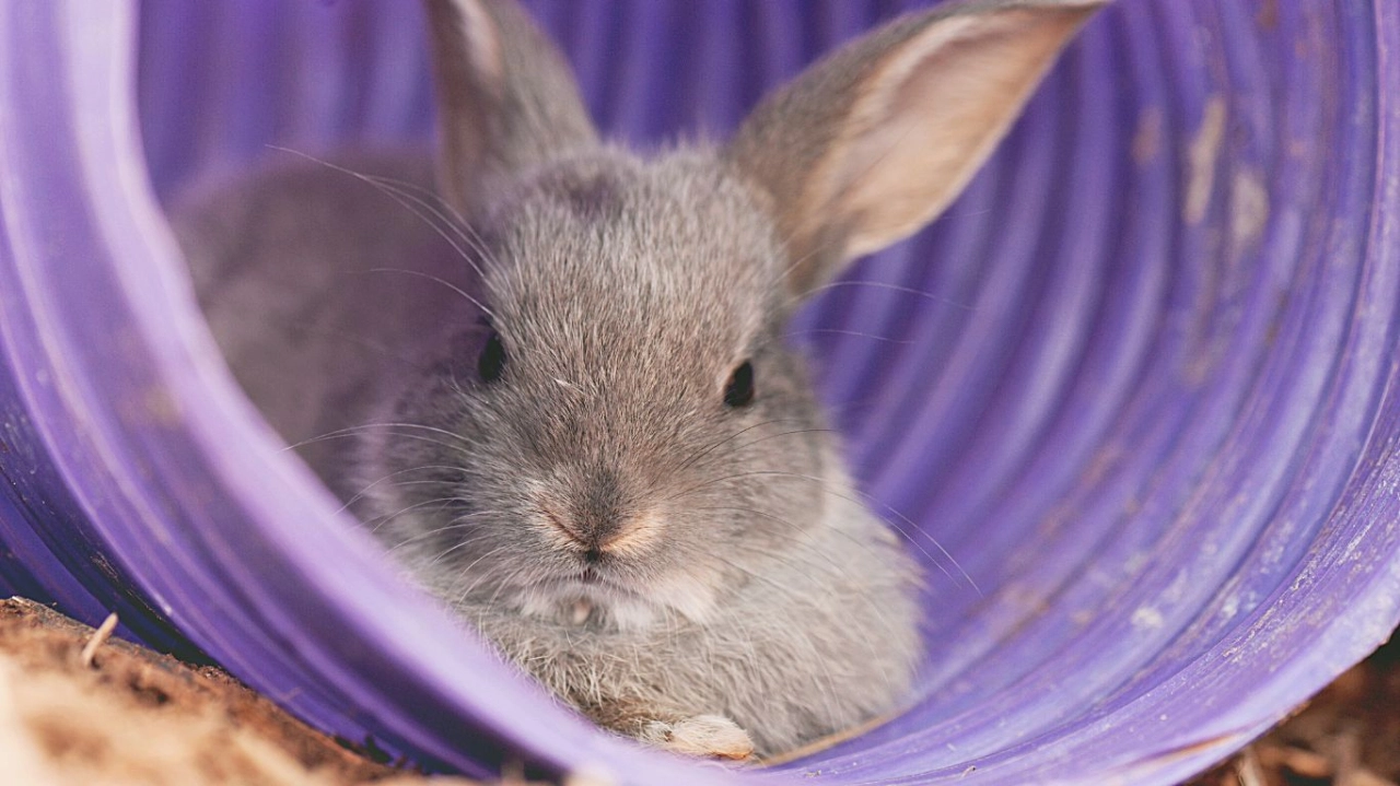 Conejos: cuidados y características
