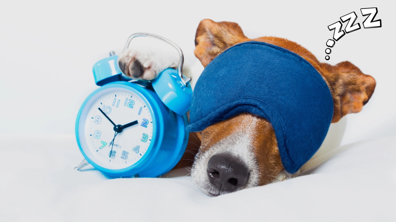 ¿Cuántas horas duerme un perro?