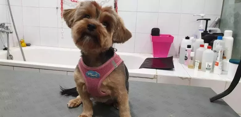 Pelulú-peluquería Canina