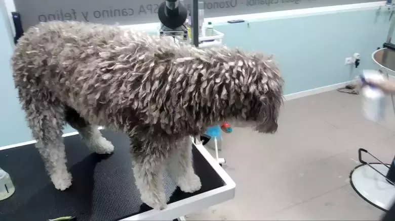 RíoPets Peluquería canina y felina SPA con Ozonoterapia