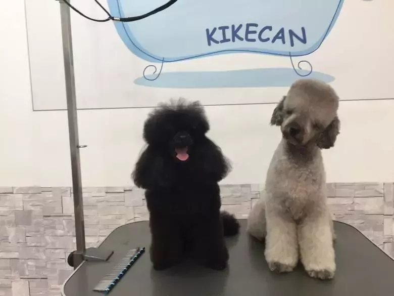 Salón de Peluquería Canina Kikecan