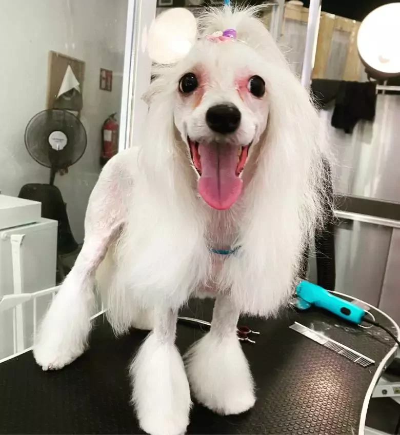 Tianjis: peluquería canina
