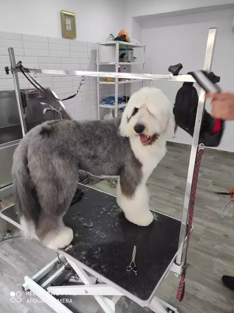 UpDog peluquería y guardería canina