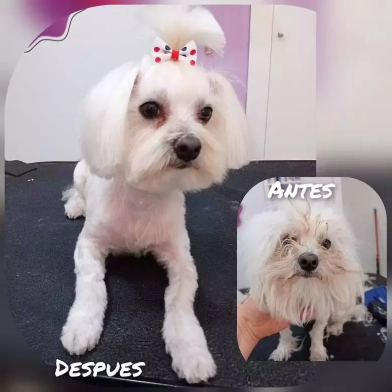 Ana Escribano peluquera canina