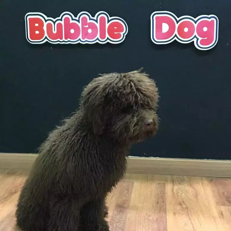 Bubbledog barbería canina