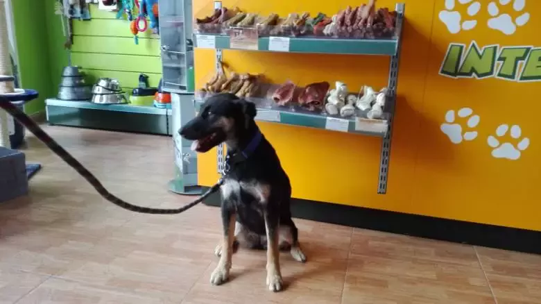 Interzoo Las Palmas Peluquería Canina Productos para mascotas Comprar pienso perro gato