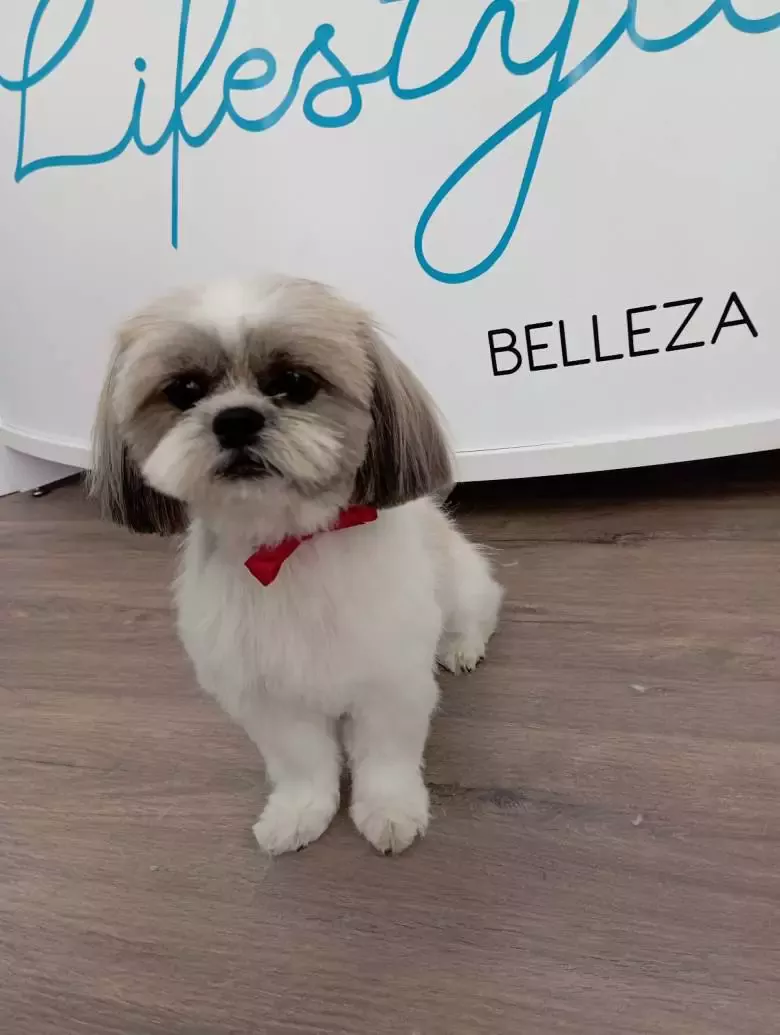 Lifestyle Belleza Canina