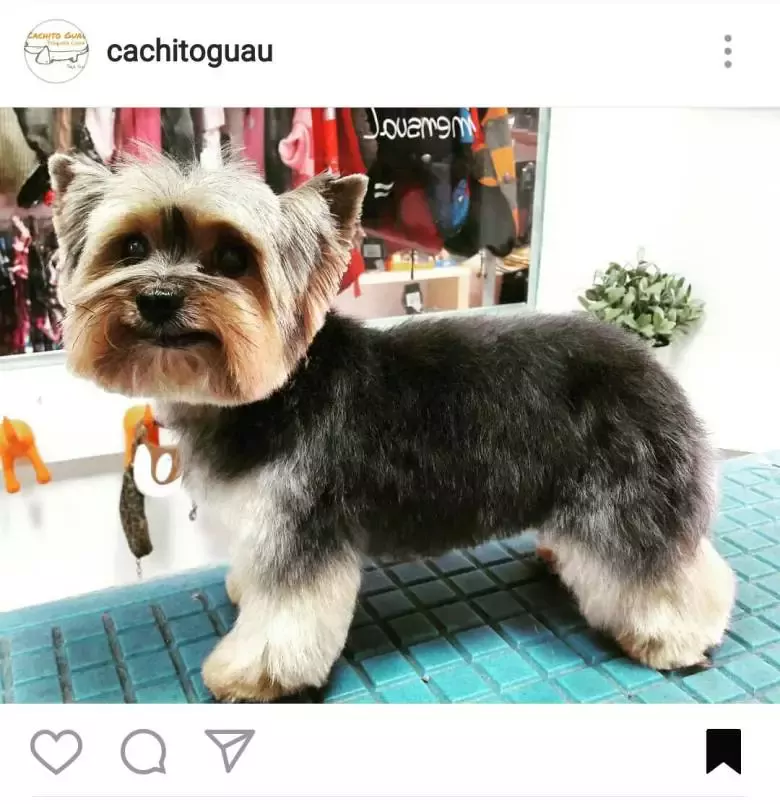 Peluquería Canina Cachito Guau