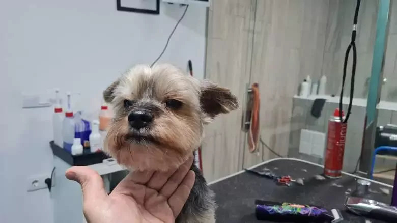 Veterinario y peluquería canina EL GOS PELAT