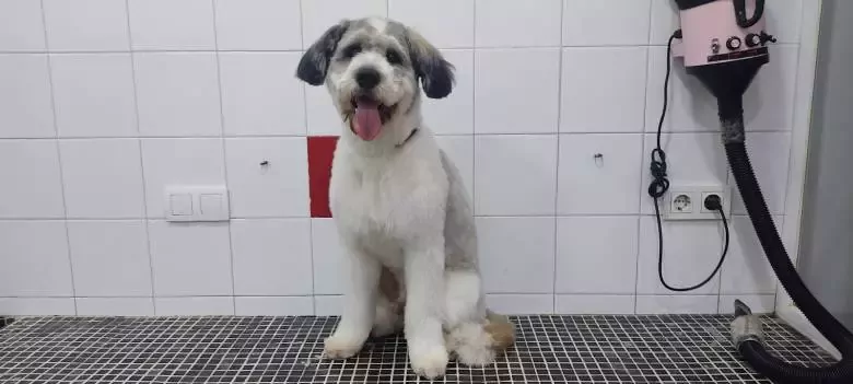 Mascota Trassierra Peluquería canina piensos y complementos