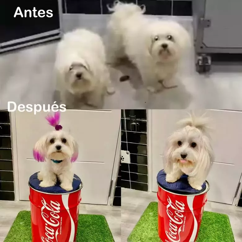 Giorgio’s Beauty Peluquería canina y felina by Lidia Sánchez