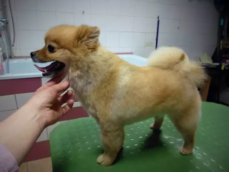 Peluquería Canina Almaz Dog Beauty salon Dog Grooming salon