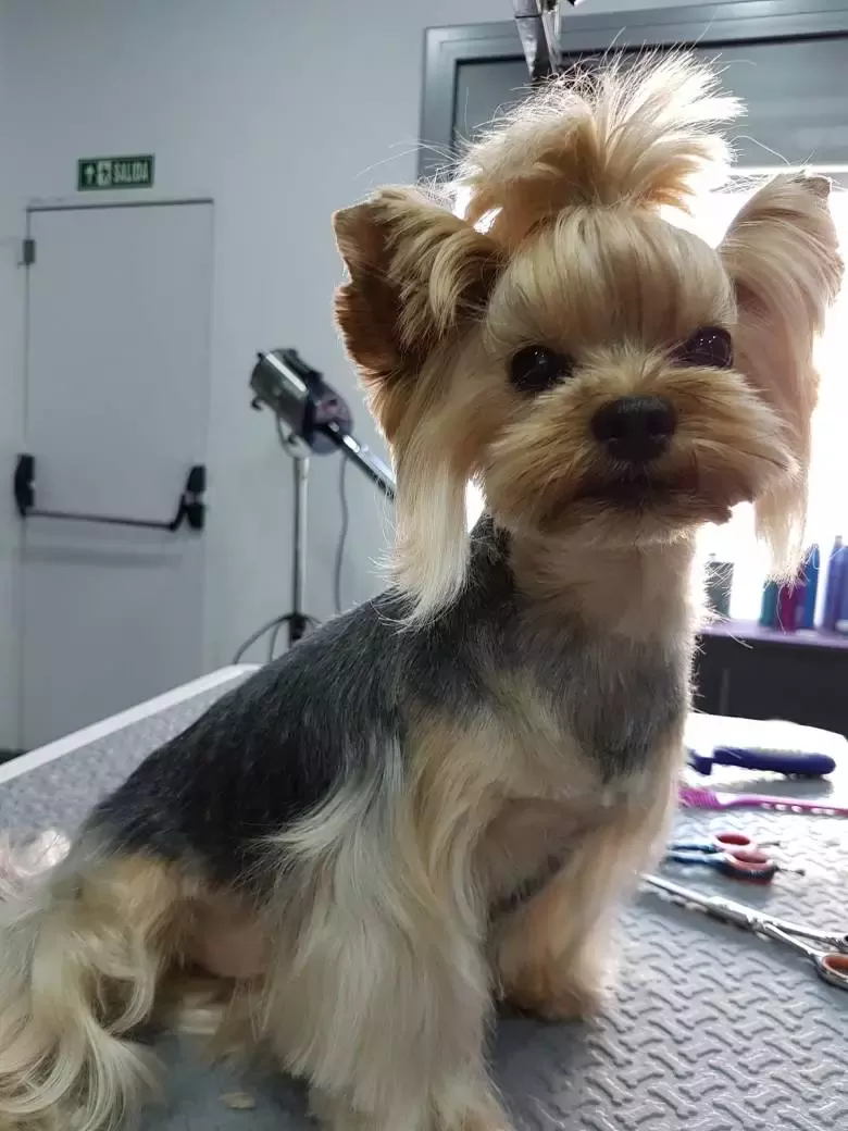 Violet's peluqueria canina y academia de peluqueria canina