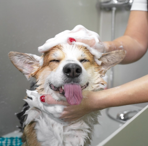 imagen de perro en la ducha.